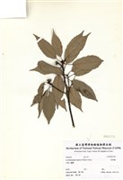 藏品(青剛櫟)的圖片